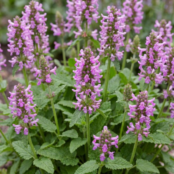Stachys off. Ukkie – Eselsohr – Felspflanze – Rosa