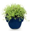 Thymus praecox Albiflorus – Weißer Kriechthymian – Duftend – Weiß