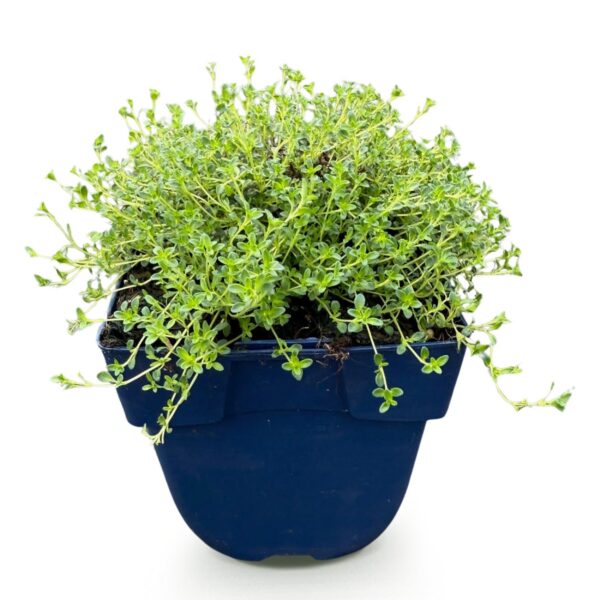 Thymus praecox Albiflorus – Weißer Kriechthymian – Duftend – Weiß