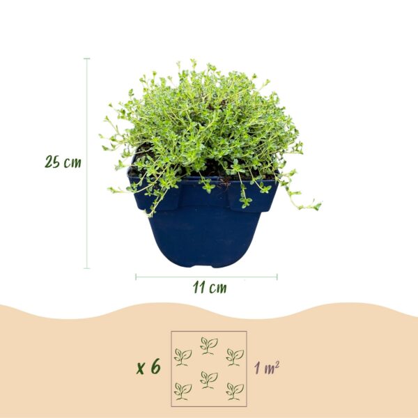 Thymus praecox Albiflorus – Weißer Kriechthymian – Duftend – Weiß