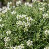 Thymus praecox Albiflorus – Weißer Kriechthymian – Duftend – Weiß
