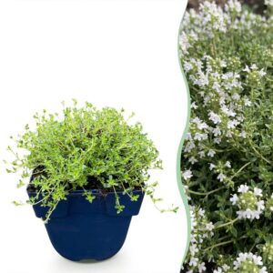 cc9c45dc1dbe4938bde9f047ffd1e747c0b258db8016490182c09c97c7ea78ee.jpg Thymus praecox Albiflorus – Weißer Kriechthymian – Duftend – Weiß