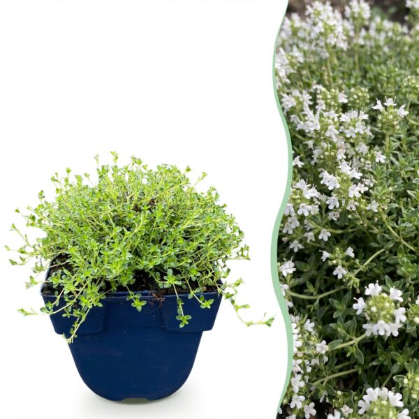 Thymus praecox Albiflorus – Weißer Kriechthymian – Duftend – Weiß