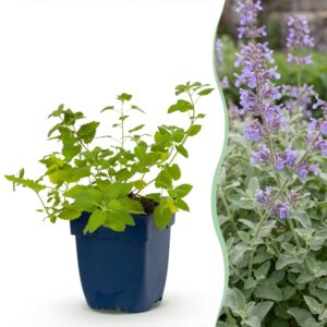 72888c984b834a7f96271e86fadfb4f45de5b69bdb734125ac5b46eae665b4d2.jpg Nepeta faassenii – Katzenminze – Bienen- und Schmetterlingsmagneten – Violett