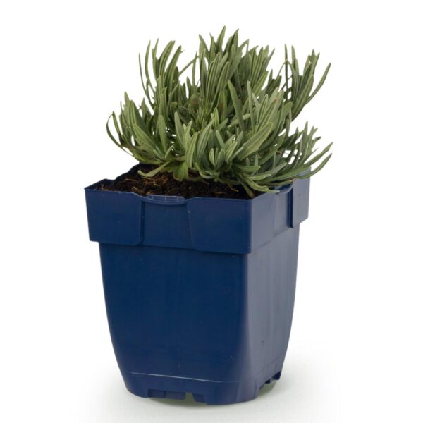 9be8c4a346db4ffd81e72b0a2c3ad11b3ed78a0b60c74595b338ec0c9571f08e.jpg Lavandula ang. Hidcote – Lavendel – Duftend – Violett