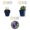 949e62a234cc4630b5cebc40698a45501aa4d8e32f8d41828873135b86eaf117.jpg Lavandula ang. Munstead – Lavendel – Duftend – Violett