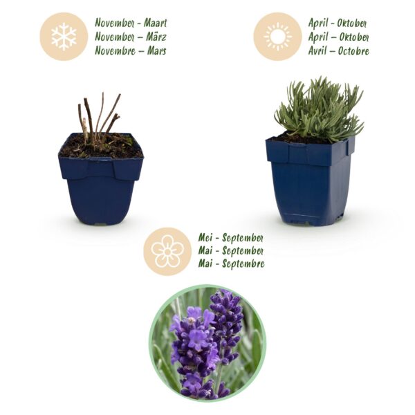 949e62a234cc4630b5cebc40698a45501aa4d8e32f8d41828873135b86eaf117.jpg Lavandula ang. Munstead – Lavendel – Duftend – Violett