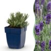 9f50df0a885c4e75a9e169d5ab73cb4117f7d715ceca49e29ce7dccc4b528f30.jpg Lavandula ang. Munstead – Lavendel – Duftend – Violett