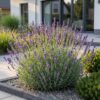 cdf2b2382b774d678072ed78ca09ea198c671b99132844ba942a894d155f5989.jpg Lavandula ang. Munstead – Lavendel – Duftend – Violett