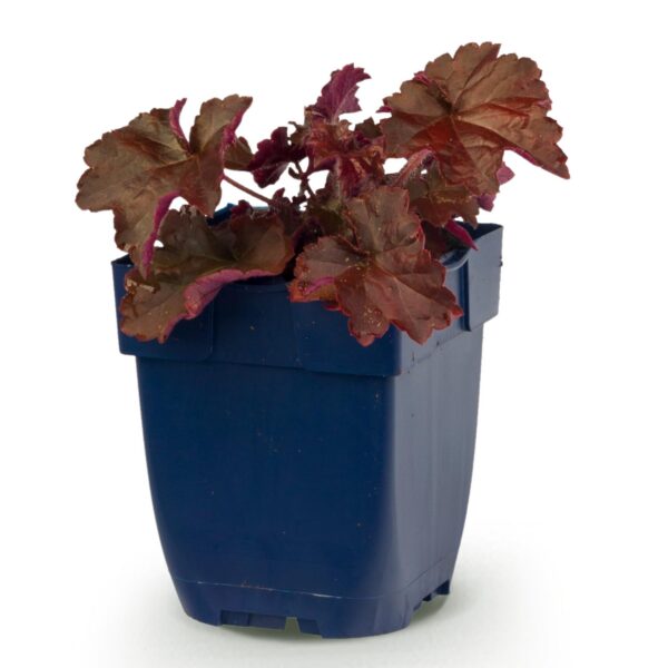 Heuchera micr. Palace Purple – Purpur-Glockenblume – Schatten – Violett