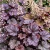 Heuchera micr. Palace Purple – Purpur-Glockenblume – Schatten – Violett