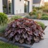Heuchera micr. Palace Purple – Purpur-Glockenblume – Schatten – Violett