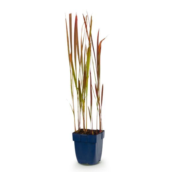 7a899478c8554e6c8251276275ed1e9e84bd2d121e9440449044347b8a5aa508.jpg Imperata cylindrica Red Baron – Japanisches Blutgras – Rote Ausläufer – Rot
