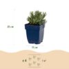 Lavandula ang. Edelweiss – Lavendel – Duftend – Weiß