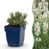 Lavandula ang. Edelweiss – Lavendel – Duftend – Weiß