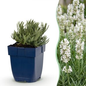 edb44eac559c430e8f1680c09534d6dee63bd7fea61649b48726c39b4909a6df.jpg Lavandula ang. Edelweiss – Lavendel – Duftend – Weiß