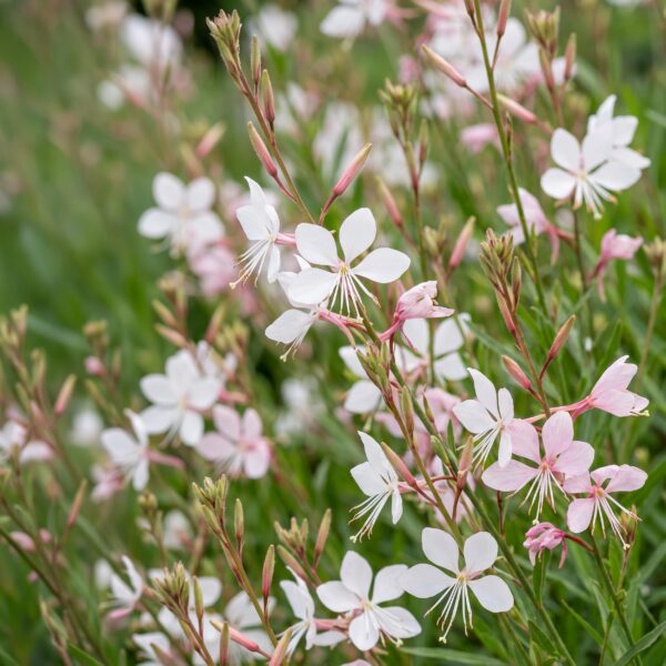 7130c304160c4473925882e7479c16f5e6b19ddcad9943228e429b079bdce0c4.jpg Gaura lindh. Whirling Butterflies – Prachtkerze – Bienen- und Schmetterlingslocker – Weiß