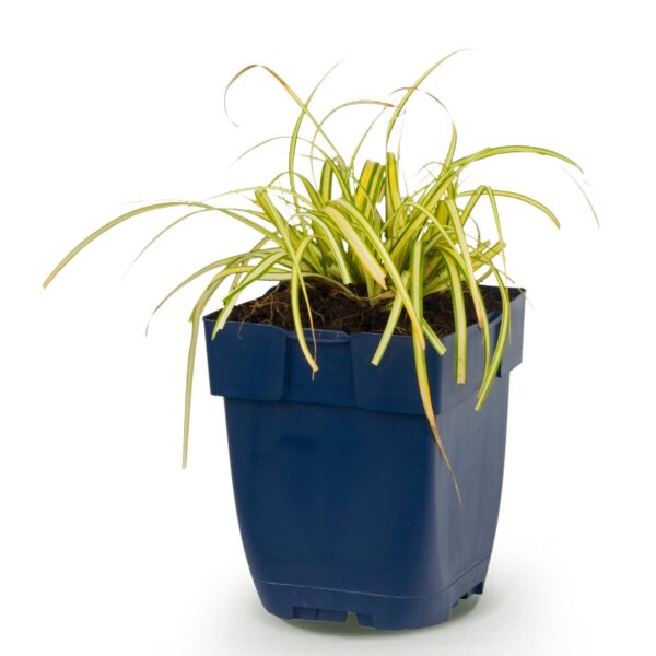 Carex oshimensis Evergold – Japanische Segge – Immergrün – Gelb-Grün