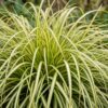 Carex oshimensis Evergold – Japanische Segge – Immergrün – Gelb-Grün
