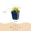 Carex oshimensis Evergold – Japanische Segge – Immergrün – Gelb-Grün