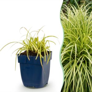 d667123731d644dab742ae97c61790d9ee8f909454e74d179b59dbf875ca1cbf.jpg Carex oshimensis Evergold – Japanische Segge – Immergrün – Gelb-Grün