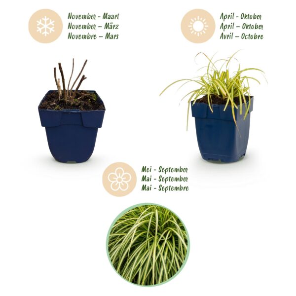 Carex oshimensis Evergold – Japanische Segge – Immergrün – Gelb-Grün