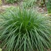 Carex oshimensis Evergreen – Japanische Segge – Immergrün – Grün