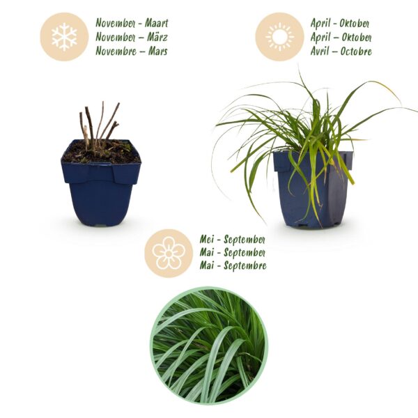 Carex oshimensis Evergreen – Japanische Segge – Immergrün – Grün