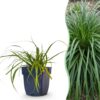 Carex oshimensis Evergreen – Japanische Segge – Immergrün – Grün
