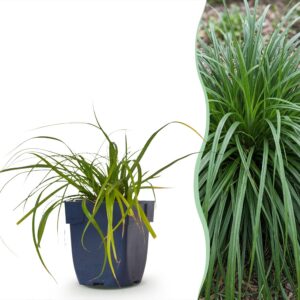 6d7e605922624a73994c4b12804444e5c6072e0d44ff4486b994208bfd754af1.jpg Carex oshimensis Evergreen – Japanische Segge – Immergrün – Grün