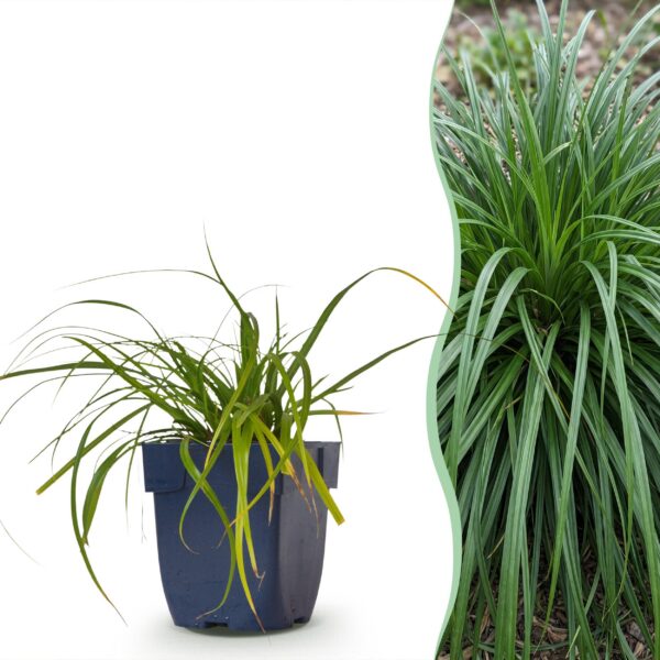 Carex oshimensis Evergreen – Japanische Segge – Immergrün – Grün