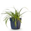 Carex oshimensis Evergreen – Japanische Segge – Immergrün – Grün