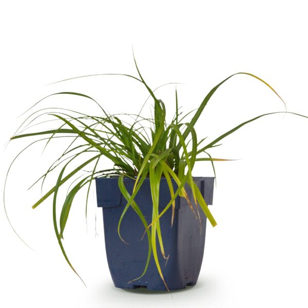 Carex oshimensis Evergreen – Japanische Segge – Immergrün – Grün