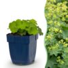 Alchemilla mollis – Frauenmantel – Bodendecker – Gelb
