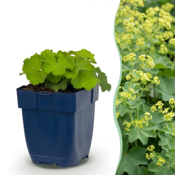 Alchemilla mollis – Frauenmantel – Bodendecker – Gelb
