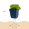 Alchemilla mollis – Frauenmantel – Bodendecker – Gelb