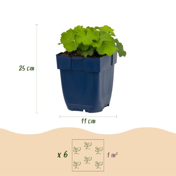 Alchemilla mollis – Frauenmantel – Bodendecker – Gelb