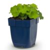 Alchemilla mollis – Frauenmantel – Bodendecker – Gelb