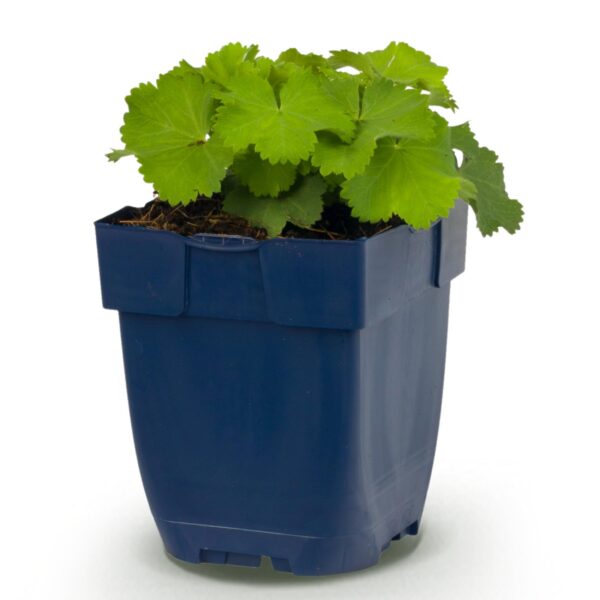 Alchemilla mollis – Frauenmantel – Bodendecker – Gelb