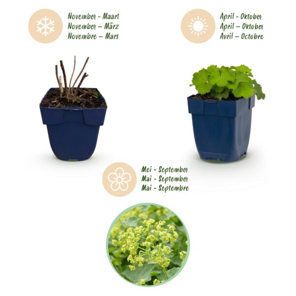 Alchemilla mollis – Frauenmantel – Bodendecker – Gelb