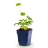 8ba39ff9a66b4b778df9040b3f319c47a5295bf8d75d4aa2a2e9f196edbef777.jpg Astrantia major – Sternkraut – Schatten – Weiß-Rosa