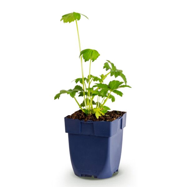 8ba39ff9a66b4b778df9040b3f319c47a5295bf8d75d4aa2a2e9f196edbef777.jpg Astrantia major – Sternkraut – Schatten – Weiß-Rosa