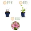 a39f93b819b24cf992265dea2a06fefd51a245611e5248acb1775464306bb526.jpg Astrantia major – Sternkraut – Schatten – Weiß-Rosa