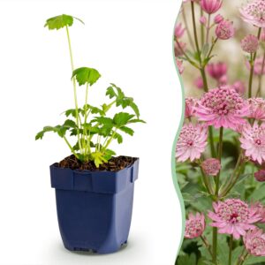 d0eeded423454ce7ba955a8cfb9a7c7318cae6baac8e45bdb274e289f752bddd.jpg Astrantia major – Sternkraut – Schatten – Weiß-Rosa