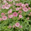 fa4633968826406e84e0c9c09f049dac1b09e5e215a94249bd76b889f88c9351.jpg Astrantia major – Sternkraut – Schatten – Weiß-Rosa