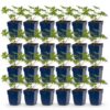 73381163e2a64741adce1c2d867acdfc400044035f2849ec832620f9a12fad12.jpg Geranium Johnson's Blue – Storchschnabel – Bodendecker – Blau – 24 Pflanzen