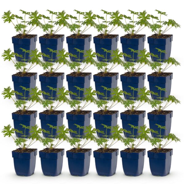 73381163e2a64741adce1c2d867acdfc400044035f2849ec832620f9a12fad12.jpg Geranium Johnson's Blue – Storchschnabel – Bodendecker – Blau – 24 Pflanzen