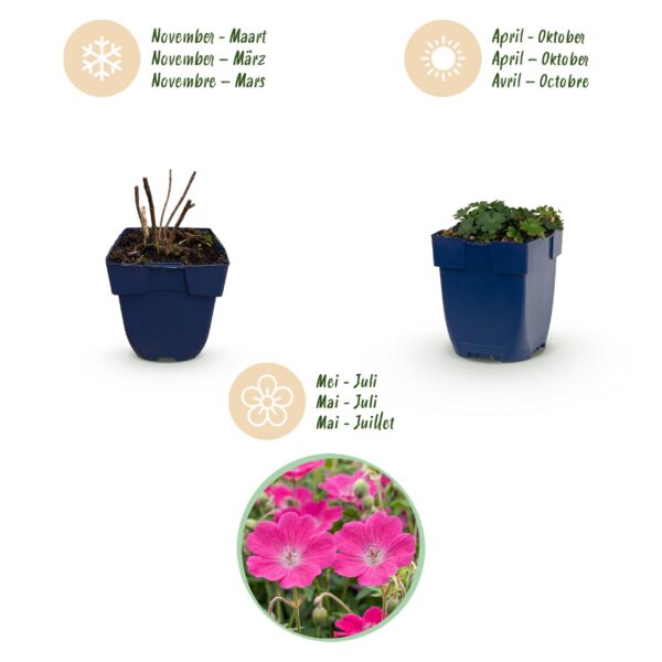 6af6e3cacc8949f49214d3a823c434abccb00bf407434954b1210342b96c4f1a.jpg Geranium sang. Max Frei – Storchschnabel – Bodendecker – Rosa – 24 Pflanzen