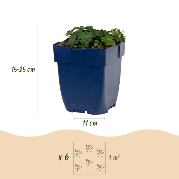 d9d2e9af65b14348afb37d3d27acf13480e2179db02b4466a913ff389d45d7ff.jpg Geranium sang. Max Frei – Storchschnabel – Bodendecker – Rosa – 24 Pflanzen