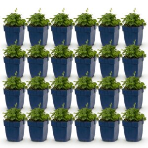 Campanula posch. Sorte „Lisduggan“ – Glockenblume – Bodendecker – Weiß – 24 Pflanzen